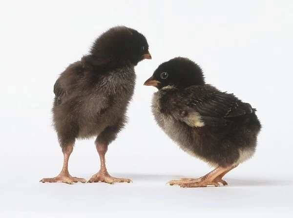 Two chicks (Gallus gallus) with grey-brown feathers
