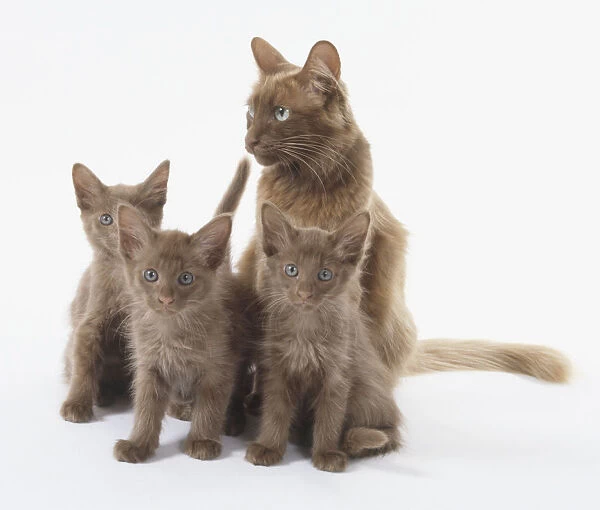 Three cinnamon angora kittens with their mother
