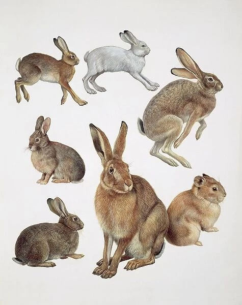 Close-up of group of leporidae mammals