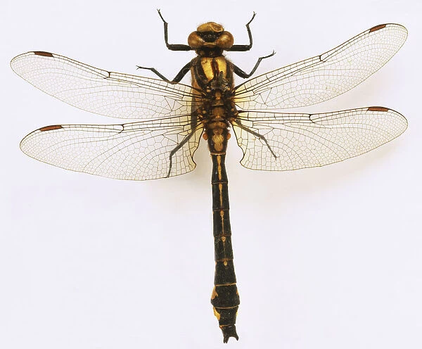 Club-tailed dragonfly (Gomphus Vulgatissimus)