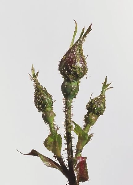Common Aphids on rosebuds