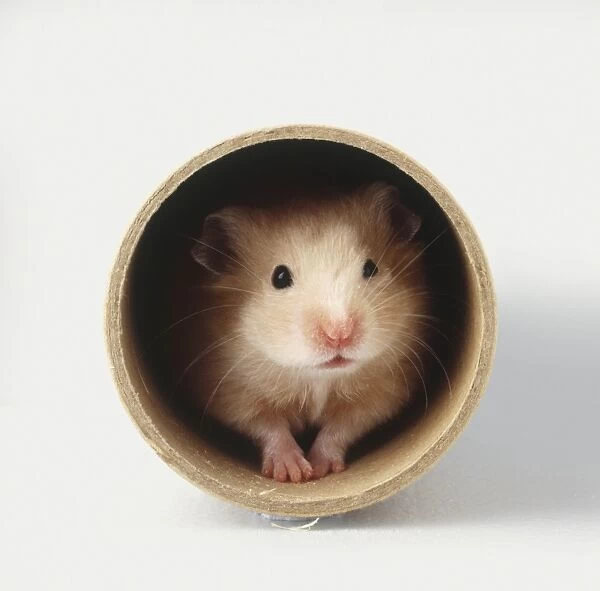 Common Hamster (Cricetus cricetus) peeking out from wooden cylinder, front view