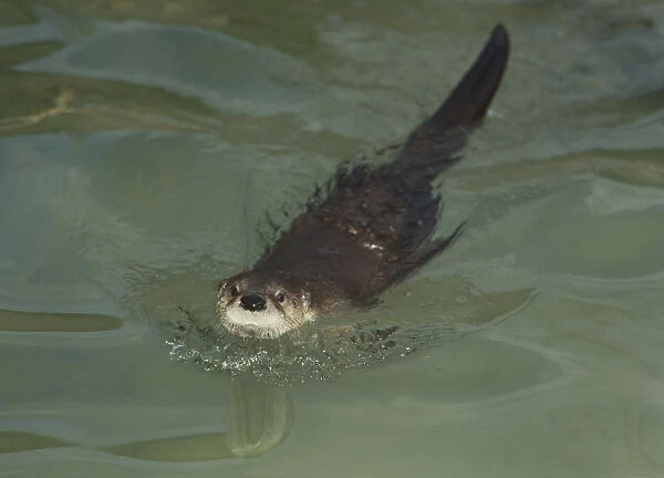 Common otter (Lutra lutra) in water