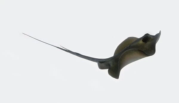 Common stingray (Dasyatis pastinaca), side view