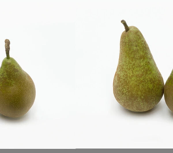 Concorde pears, close-up