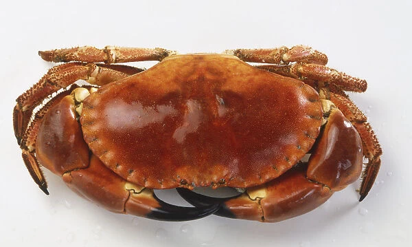 Whole Crab ((Malacostracans), close up