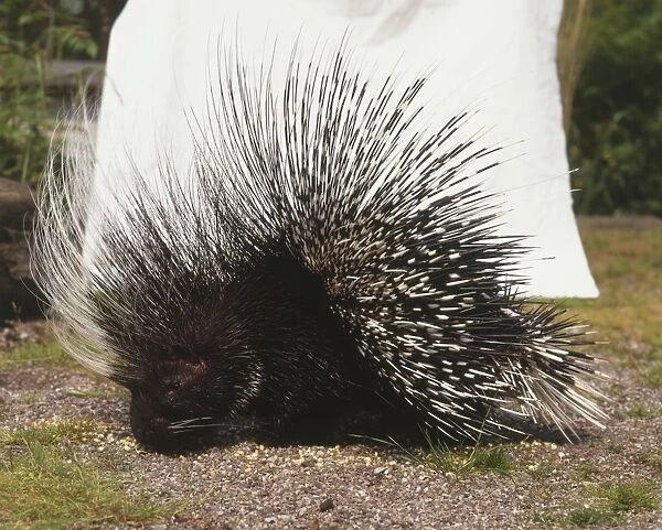 Crested Porcupine, Hystrix cristata, front view