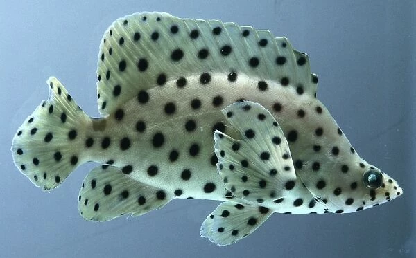 Cromileptes altivelis, polka dot grouper with a yellowish body and broad fins covered with round black spots