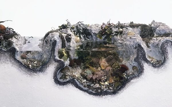 Cross-section of various fishes and underwater plants amongst seaweed