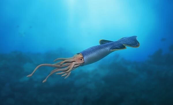 Cylindroteuthis underwater