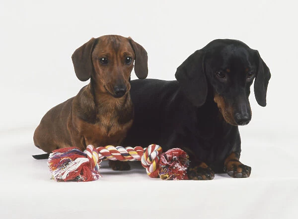 Two Dachshunds (Canis familiaris) with a rope toy in front