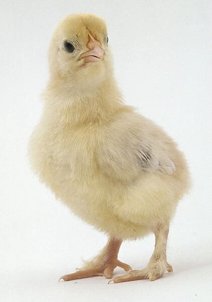 Eight day old chick