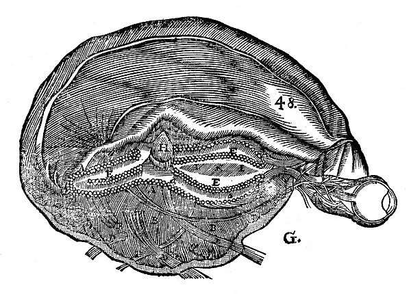 Descartes diagram of the human brain and eye. From Rene Descartes Opera Philiosophica