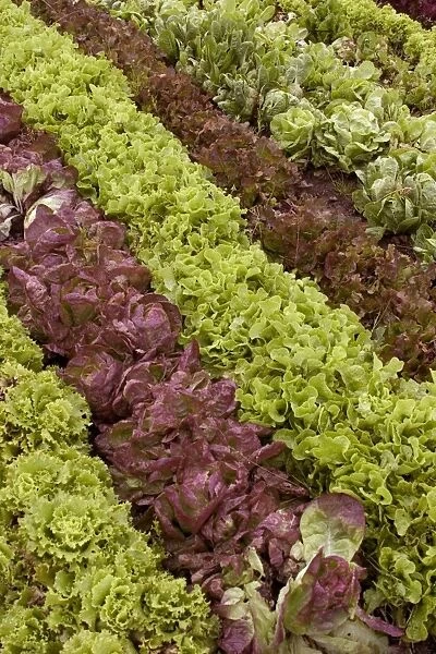 Different types of lettuce, growing in rows