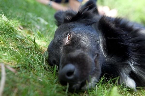 Dog Lying on the Grass