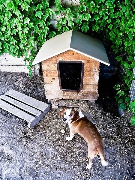 Dog Standing Close to Dog House