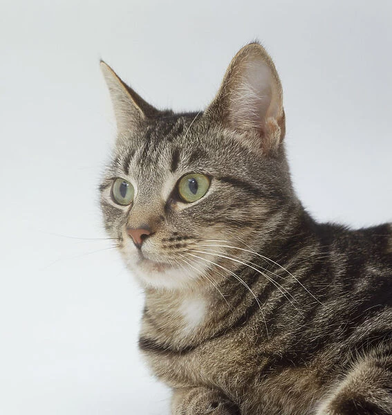 Domestic cat (Felis silvestris), grey striped coat, green eyes, portrait