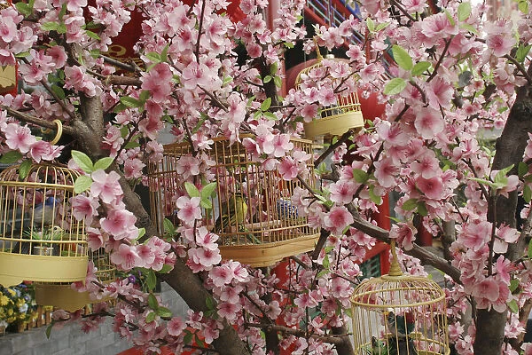 Eastern Asia, China, Beijing, Hou Hai, caged birds in blossom covered branch of small tree