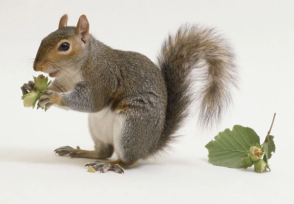 Eastern Grey Squirrel (Sciurus carolinensis) standing on hind legs and holding cluster of nuts in its paws, side view