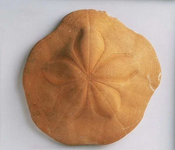 Echinoids - Clypeaster: A fossilised sand-dwelling sea urchin, or sand dollar, Clypeaster aegypticus Michelin, which is today found in shallow, tropical seas