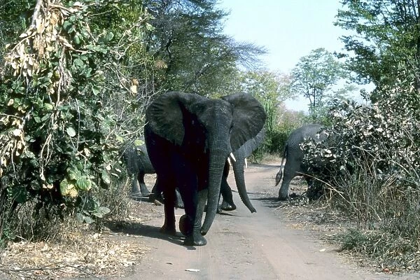 Elephants. Malawi. Africa