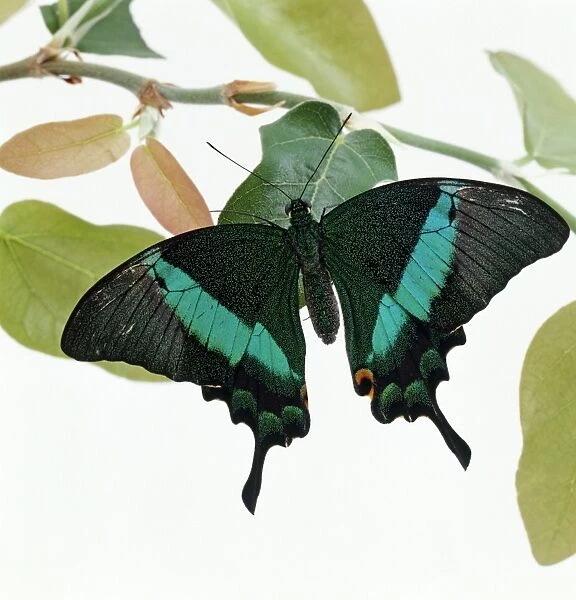 Emerald swallowtail (Papilio palinurus) perching on a leaf