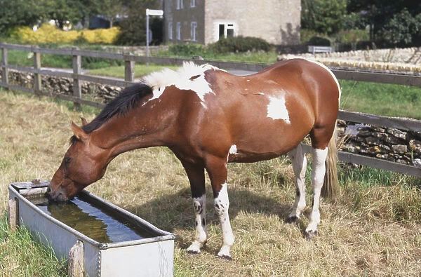 Equus caballus, brown and white Horse drinking water from trough at the edge of field, side view