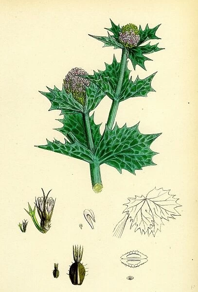 Eryngium maritimum, Sea-Holly