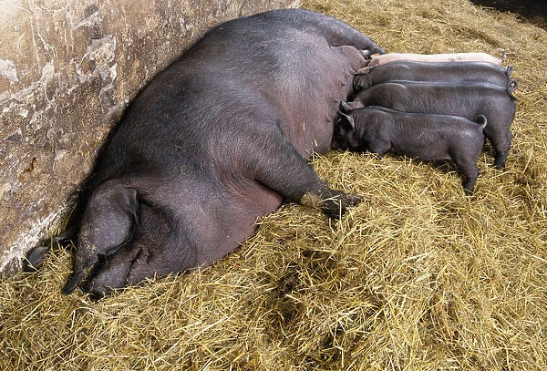 Female pig with four piglets suckling