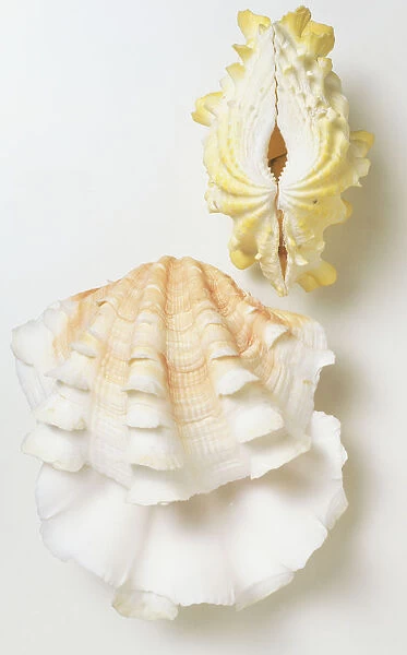 Two Fluted Giant Clam shells (Tridacna squamosa), front and side view