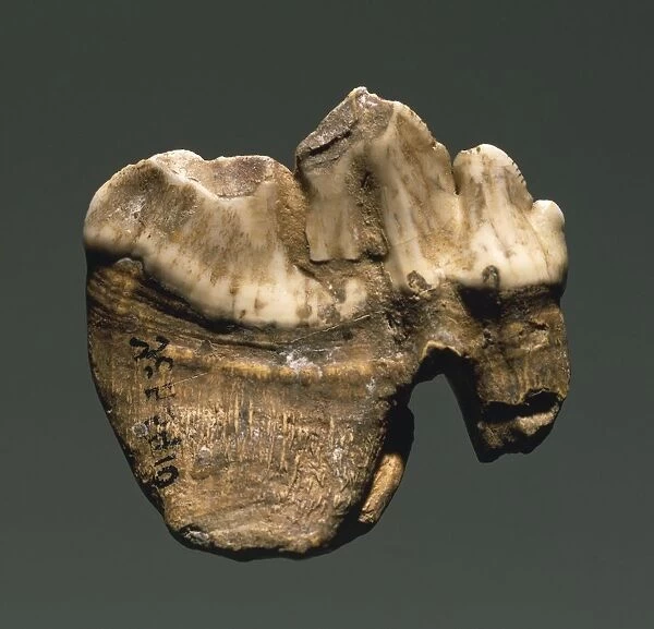 Fossil tooth of Saber-toothed cat (Machairodontinae), from Czech Republic