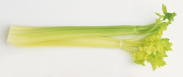 Fresh Celery leafstalks
