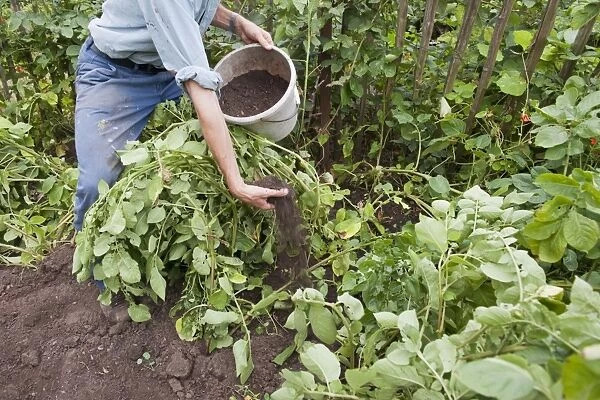 Gardener earthing up potato plants