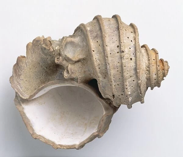 Gastropods - Ecphora: The lip and interior of the fossilised shell of a sea snail, Ecphora quadricostata (Say), a carnivorous gastropod that lives in shallow waters
