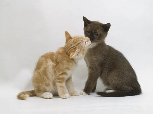 Ginger tabby kitten and brown and white kitten play-fighting