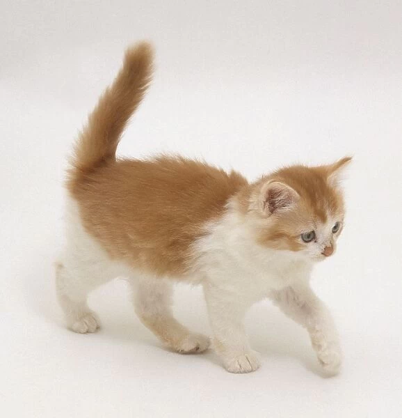 A ginger and white kitten walking