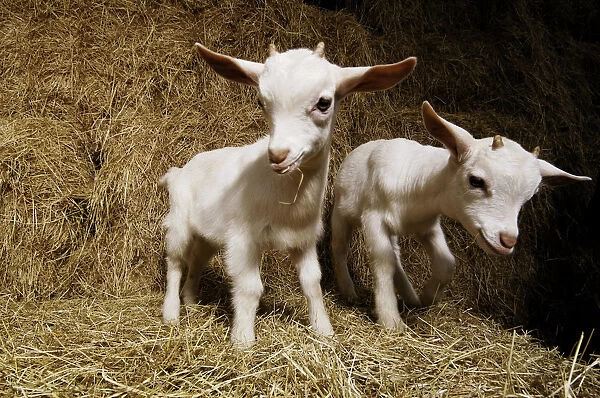 Two goat kids on bales of straw, close-up