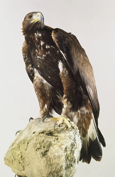 Golden Eagle, Aquila chrysaetos, perched on rock, front view