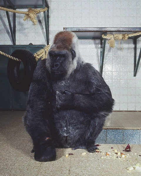 Gorilla sitting on tiles, crumbs of food on the floor