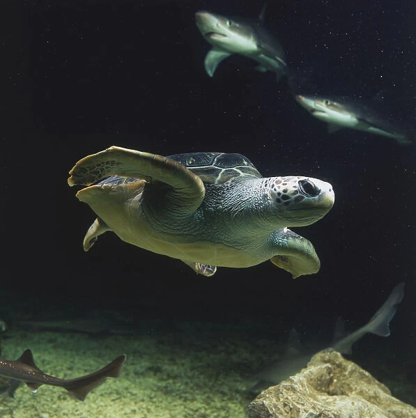 Green Turtle (Chelonia mydas) swimming underwater, two sharks in background, low angle view