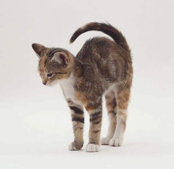 A grey  /  brown kitten flexing its back