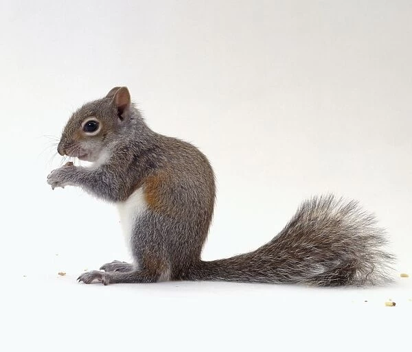 Grey squirrel (Sciurus carolinensis) eating nut, side view