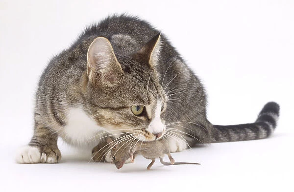 Grey Tabby Cat (Felis catus) lcrouching with a dead mouse in its mouth, side view