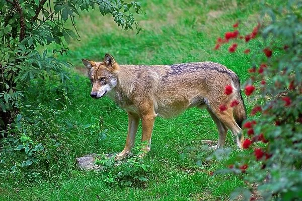 Grey Wolf. Canis Lupus