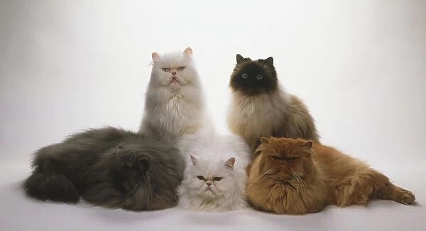 Group of five different coloured Persian Cats (Felis catus), three lying down at front, two seated behind, front view