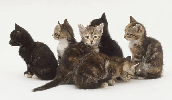 Group of six kittens in a circle, one looking at camera