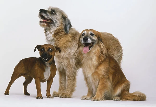Group of three mongrels (Canis familiaris), shaggy-haired dog standing, smooth long haired dog sitting and small short haired dog standing