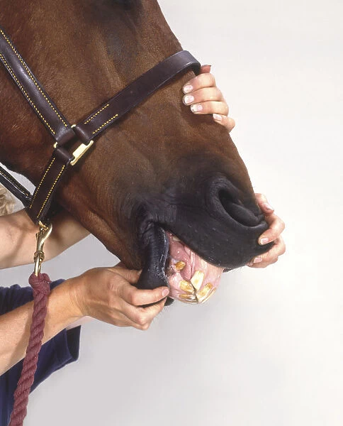 Hands opening a horses mouth to show teeth, 20-year-old horse