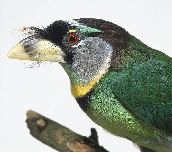 Head profile close-up of a Fire-Tufted Barbet showing the distinctive, reddish tuft on its forehead
