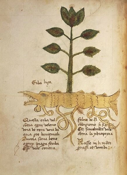 Herba luca, illustration